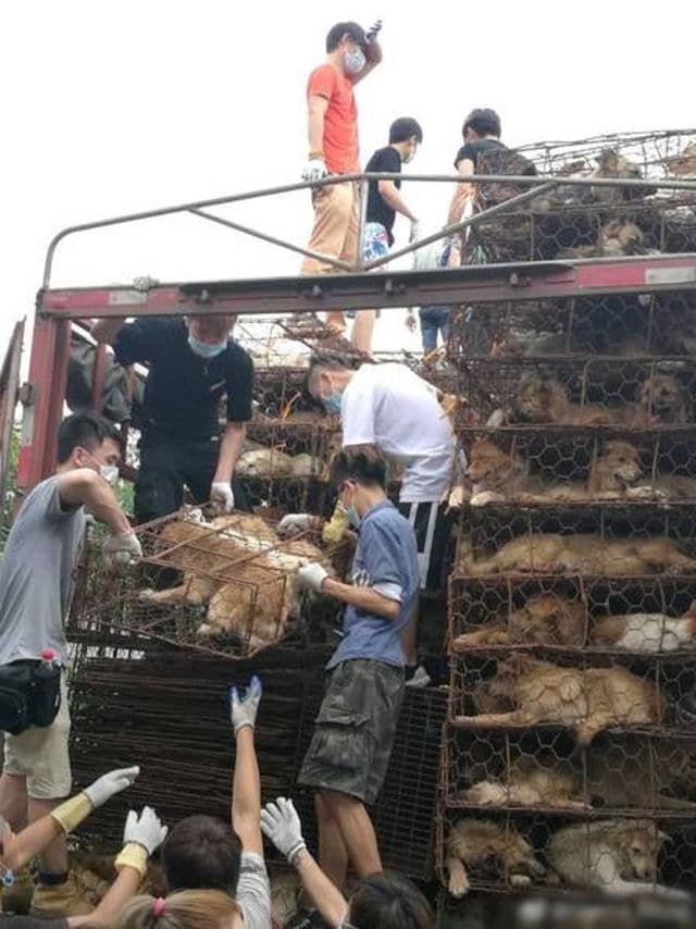 yulin 2